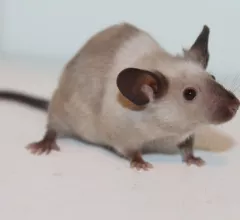 Mouse | Rat