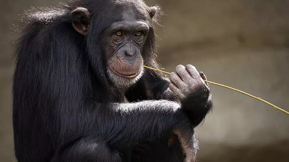 chimpanzee-3703230_960_720.jpg