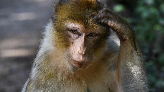 Macaque monkey 