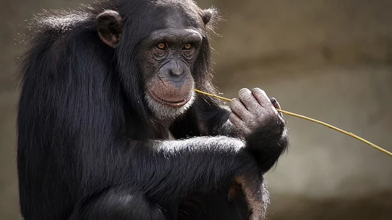 chimpanzee-3703230_960_720.jpg